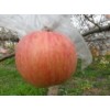 山西红富士苹果价格，陕西膜袋红富士苹果基地，红富士苹果价格。